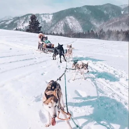 Wild House Domek letniskowy
